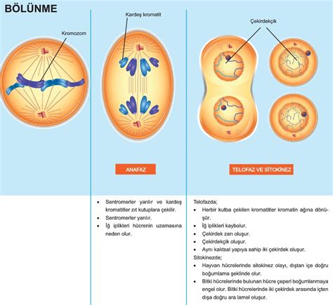 mitoz hücre bölünmesinin özellikleri